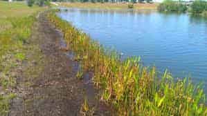 Wetland Mitigation and Planting image